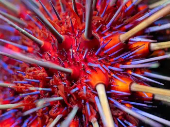 red sea urchin
