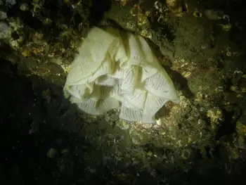 Eggs Nudibranch