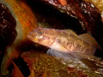 Blackeye Goby