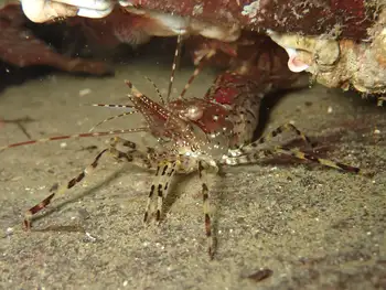 Coonstripe Shrimp