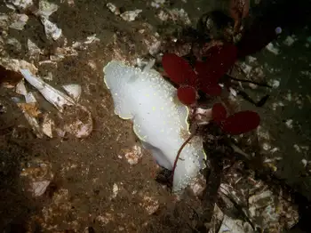 Yellow Rimmed Nudibranch