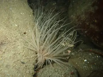 Tube Dwelling Anemone