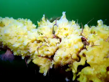 Sponge
