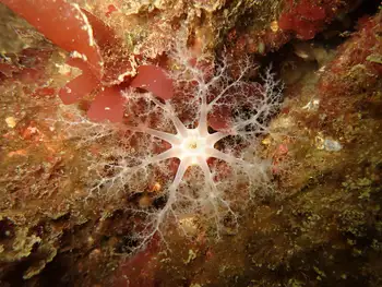 Pale Sea Cucumber