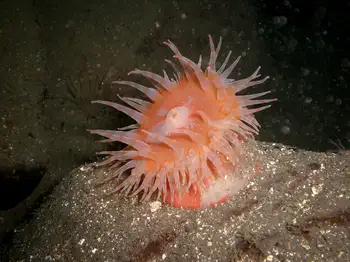Painted Anemone