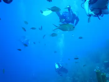 Fish