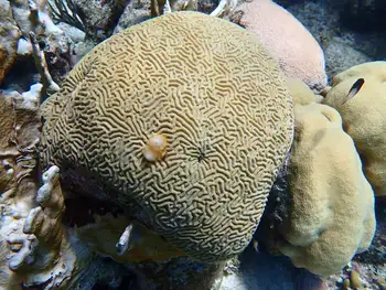 Coral