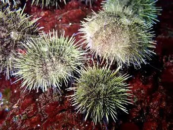 Green Sea Urchins