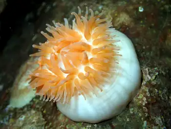Swimming Anemone
