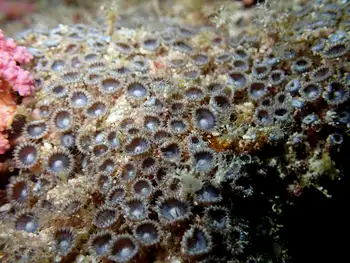 Coral