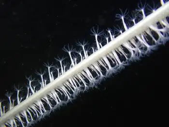 Northwest Sea Whip