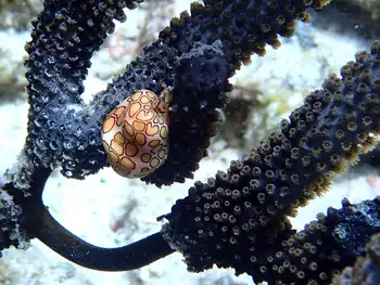 Flamingo Tongue Snail