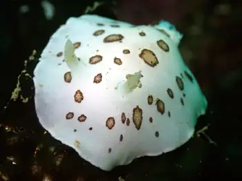 Leopard Nudibranch