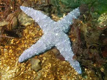 Ochre Star