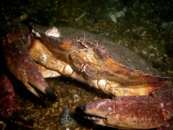 Red Rock Crab
