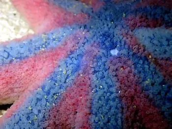Striped Sun Star