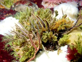 Hydroids