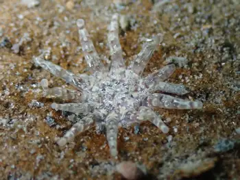 Ten Tentacled Burrowing Anemone
