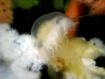 Egg Yolk Jelly
