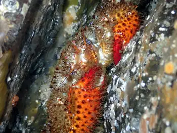 spiny lithoid crab