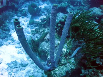 Stovepipe Sponge