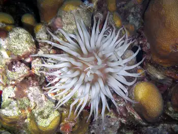 Giant Anemone