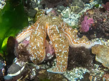 Mottled Star