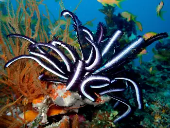 Noble Feather Star