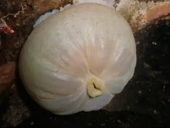 Metridium Anemone