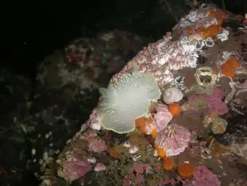 Yellow Margin Dorid