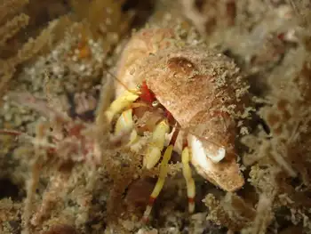 Greenmark Hermit Crab