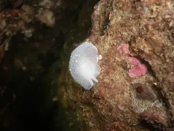 California Berthella