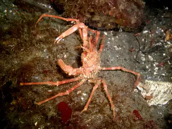 Longhorn Decorator Crab
