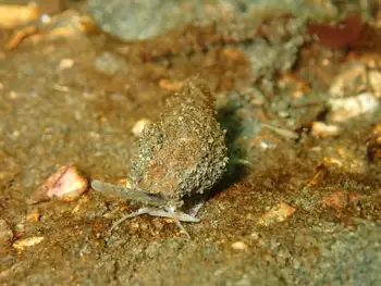 Channelled Nassa Snail