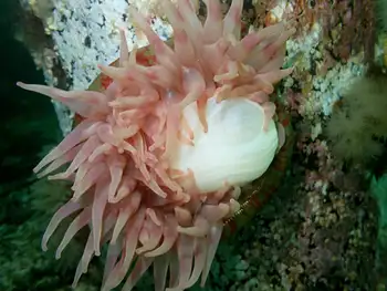 Painted Anemone
