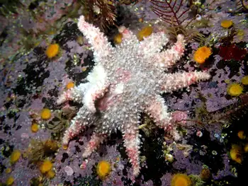 Rose Anemone