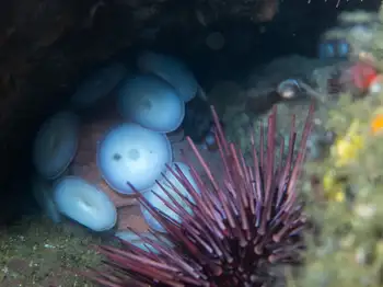 Giant Pacific Octopus