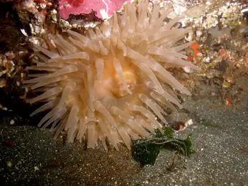Painted Anemone