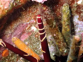 epizoic brittle star