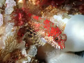 Scalyhead Sculpin