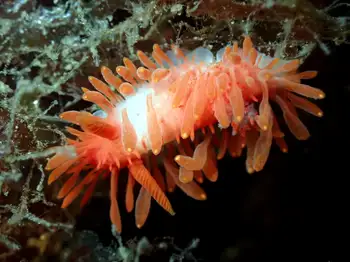 janss's nudibranch