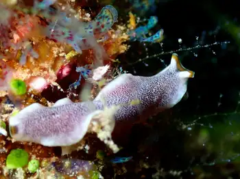 Flatworm