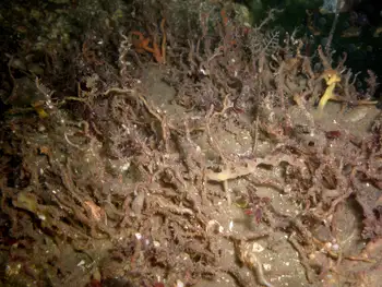 Prolific Three Section Tube Worms