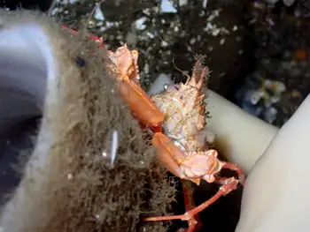 Longhorn Decorator Crab