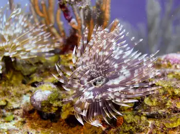 feather duster worm