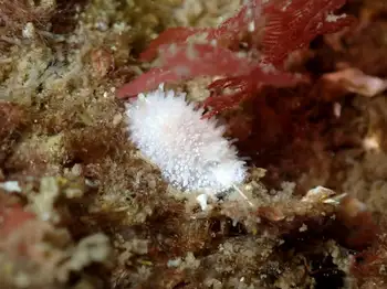 Porcupine Dorid
