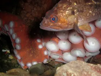 Brown Rockfish