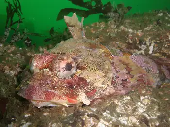 Red Irish Lord Sculpin