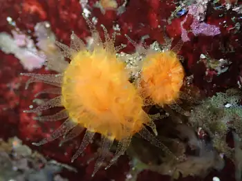 Orange Cup Coral