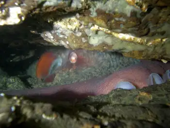 Giant Pacific Octopus